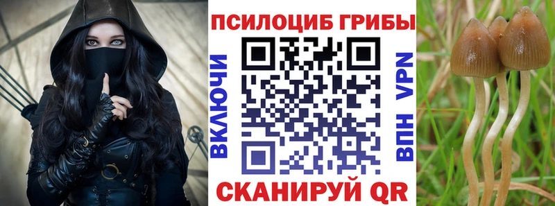 Купить Красный Сулин Галлюциногенные грибы Psilocybine cubensis